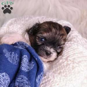 Mickey, Teddy Bear Puppy